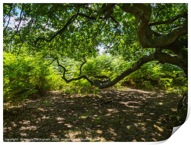 Oak Tree Branches Print by Angela Cottingham