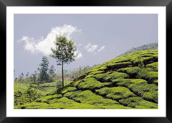 tea field 5 Framed Mounted Print by Hassan Najmy
