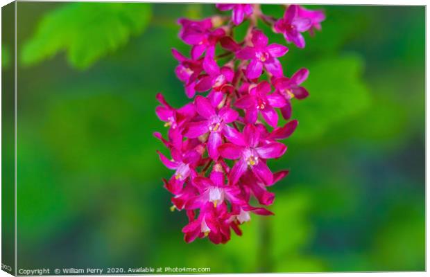 Pink Flowering Currant Canvas Print by William Perry