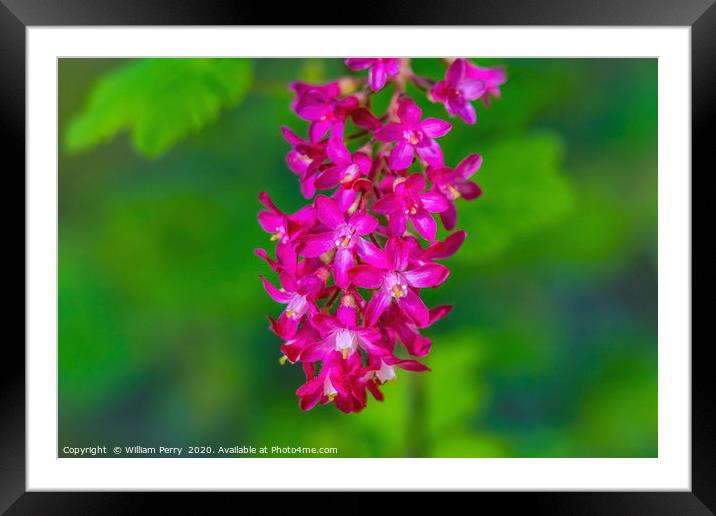 Pink Flowering Currant Framed Mounted Print by William Perry