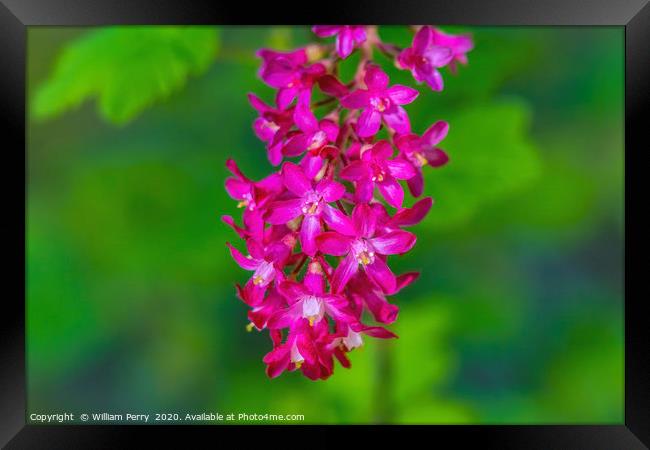 Pink Flowering Currant Framed Print by William Perry
