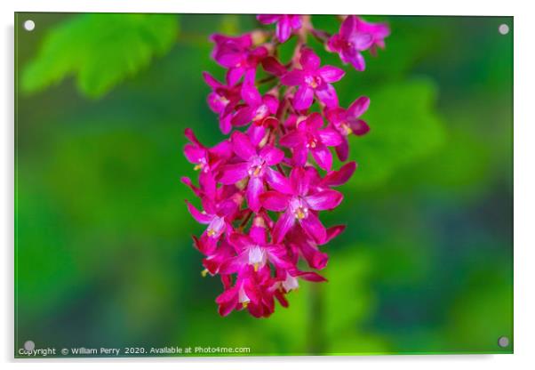 Pink Flowering Currant Acrylic by William Perry