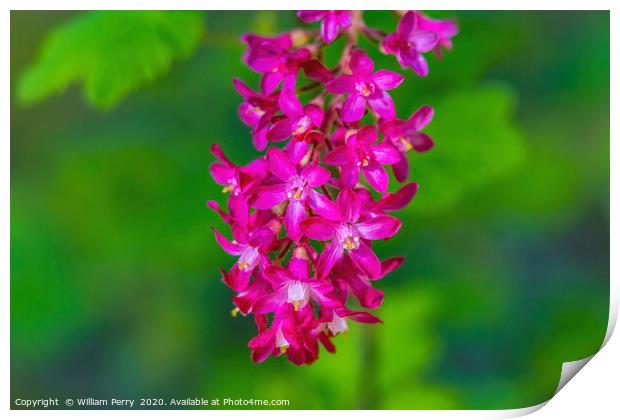 Pink Flowering Currant Print by William Perry