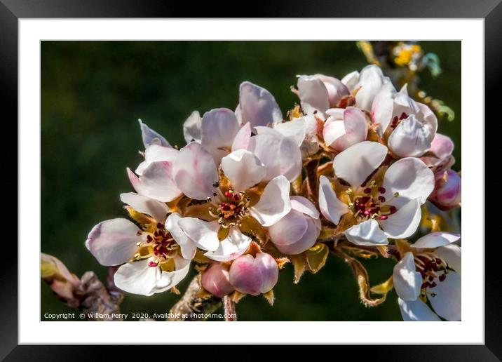 White Pear Blossoms Blooming  Framed Mounted Print by William Perry