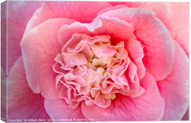 Pink Camellia  Canvas Print by William Perry