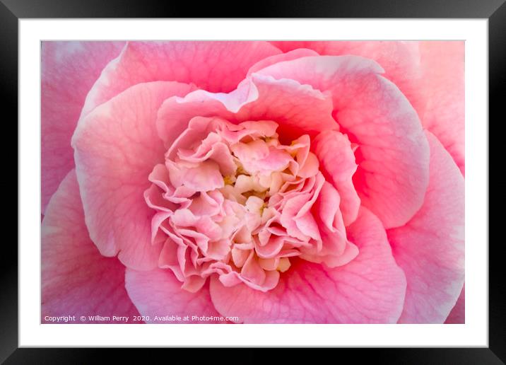 Pink Camellia  Framed Mounted Print by William Perry