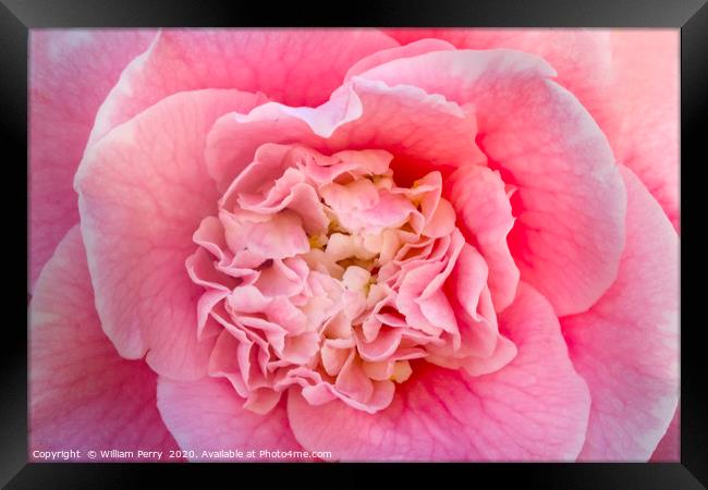 Pink Camellia  Framed Print by William Perry