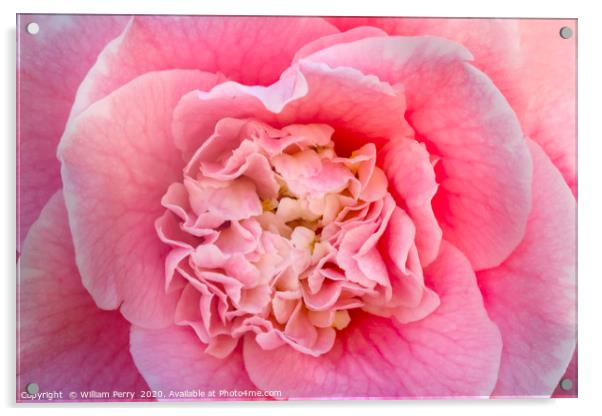 Pink Camellia  Acrylic by William Perry
