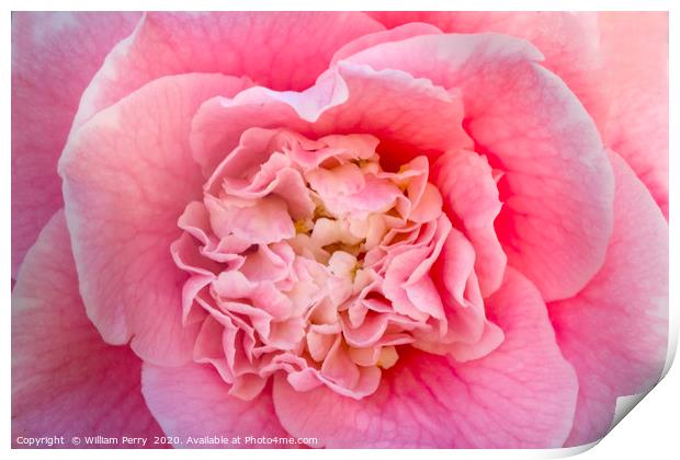 Pink Camellia  Print by William Perry