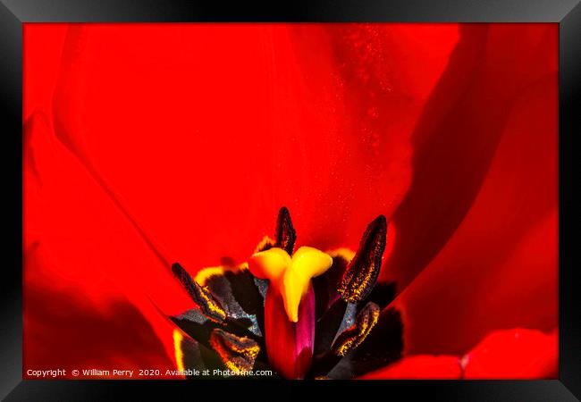Red Darwin Tulip Blooming  Framed Print by William Perry