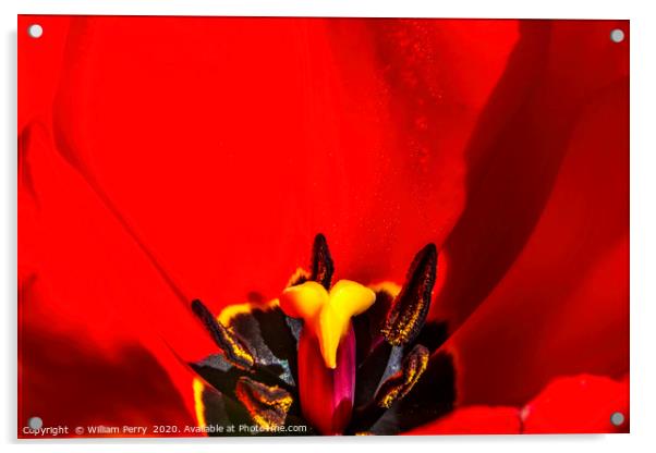 Red Darwin Tulip Blooming  Acrylic by William Perry