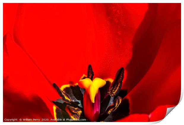 Red Darwin Tulip Blooming  Print by William Perry