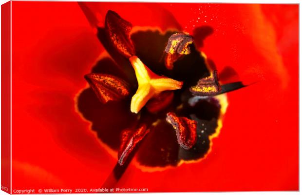 Red Darwin Tulip Blooming  Canvas Print by William Perry