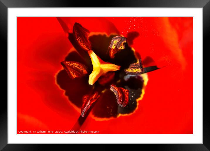 Red Darwin Tulip Blooming  Framed Mounted Print by William Perry