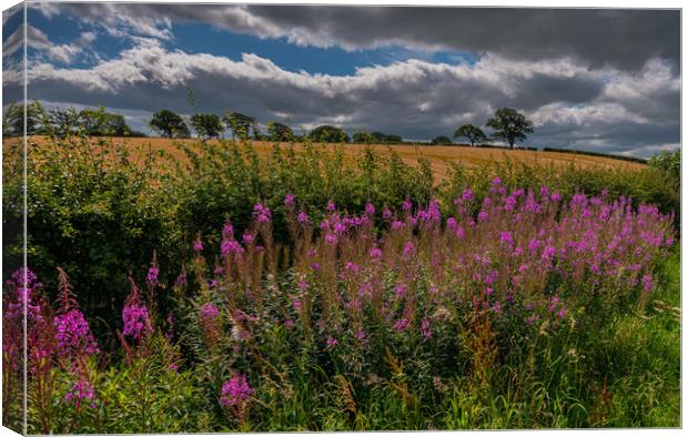 Fireweed Cumbria (Rosebay willowherb) Canvas Print by Michael Brookes