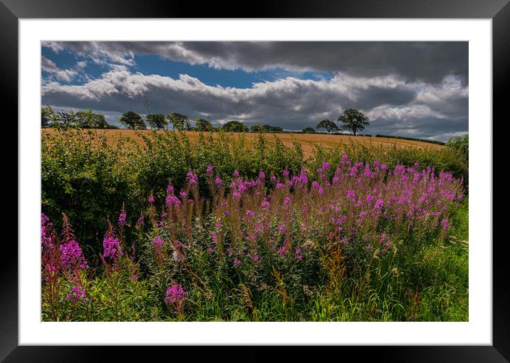 Fireweed Cumbria (Rosebay willowherb) Framed Mounted Print by Michael Brookes