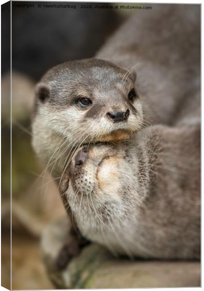 Otter Cuddle Canvas Print by rawshutterbug 