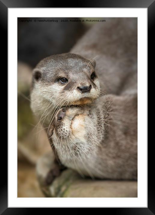 Otter Cuddle Framed Mounted Print by rawshutterbug 