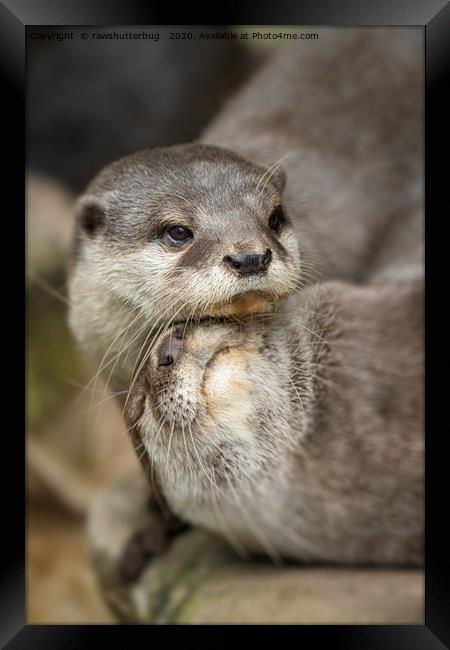 Otter Cuddle Framed Print by rawshutterbug 