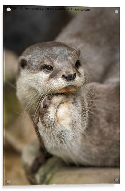 Otter Cuddle Acrylic by rawshutterbug 