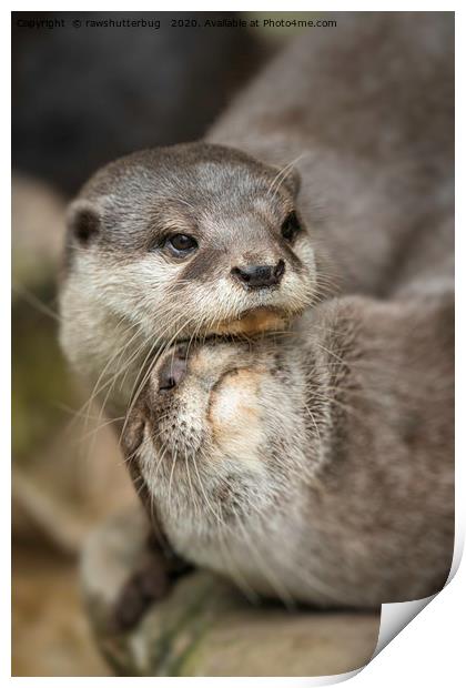 Otter Cuddle Print by rawshutterbug 
