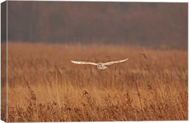Barn Owl hunting over grasses Canvas Print by Jenny Hibbert