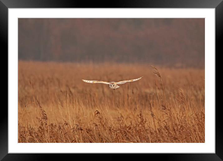 Barn Owl hunting over grasses Framed Mounted Print by Jenny Hibbert