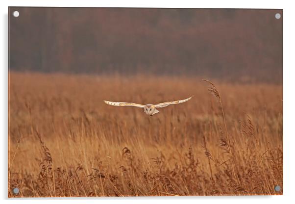 Barn Owl hunting over grasses Acrylic by Jenny Hibbert