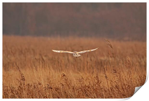 Barn Owl hunting over grasses Print by Jenny Hibbert