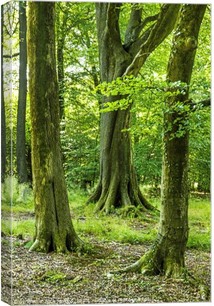 Three Beech Trees Wentwood Forest Monmouthshire Canvas Print by Nick Jenkins
