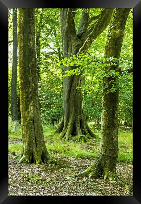 Three Beech Trees Wentwood Forest Monmouthshire Framed Print by Nick Jenkins
