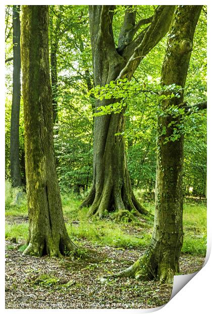 Three Beech Trees Wentwood Forest Monmouthshire Print by Nick Jenkins