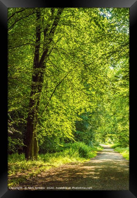 Trackway and Trees in the Wentwood Forest Monmouth Framed Print by Nick Jenkins