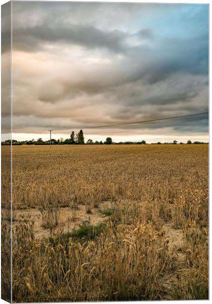 Storm clouds over the cornfield Canvas Print by Chris Yaxley