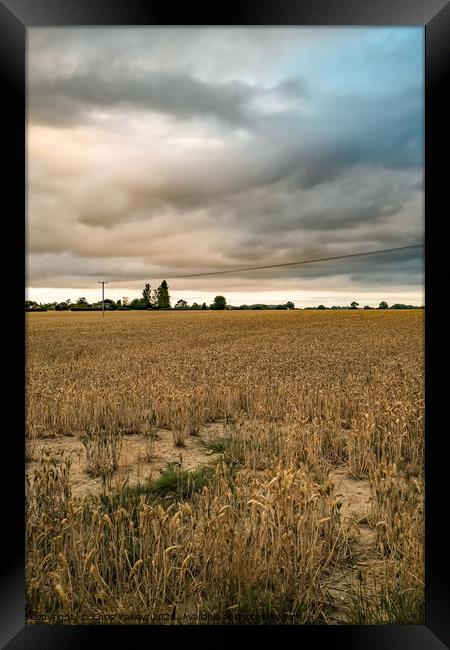 Storm clouds over the cornfield Framed Print by Chris Yaxley
