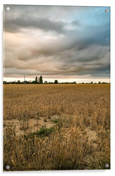Storm clouds over the cornfield Acrylic by Chris Yaxley