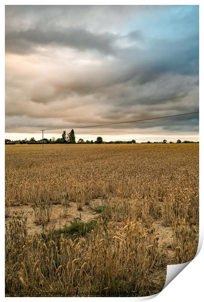Storm clouds over the cornfield Print by Chris Yaxley