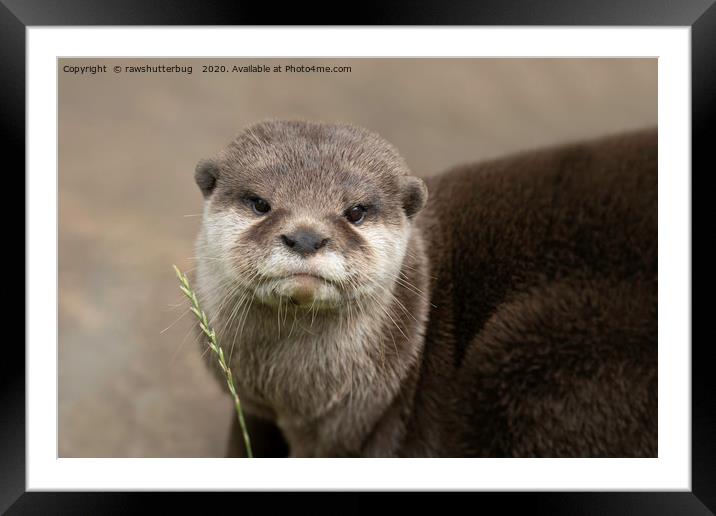 Otter's Gaze Framed Mounted Print by rawshutterbug 