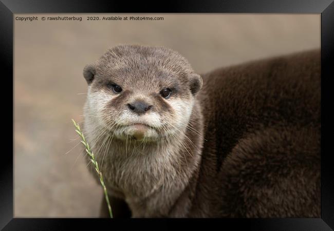 Otter's Gaze Framed Print by rawshutterbug 