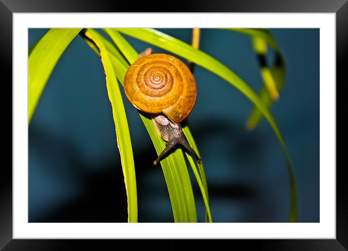 Snail Pace Framed Mounted Print by Jonathan Callaghan