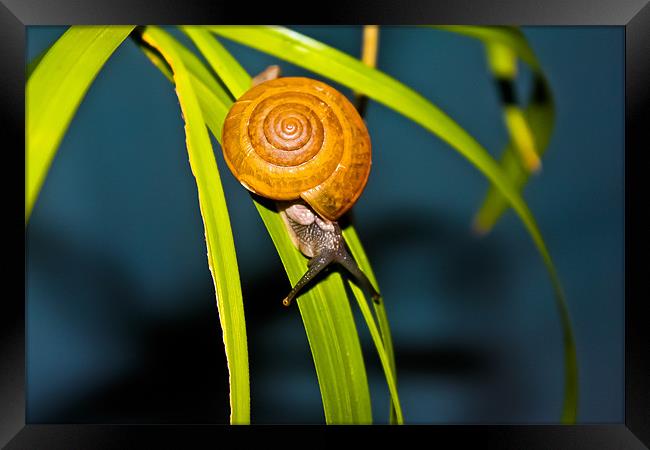 Snail Pace Framed Print by Jonathan Callaghan