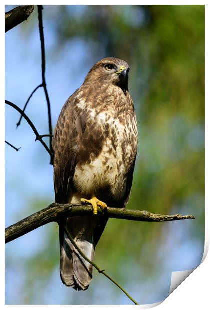 Common Buzzard Print by Tommy Dickson