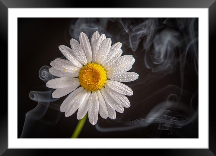 Oxeye daisy surrounded by a swirling  mist Framed Mounted Print by Bryn Morgan