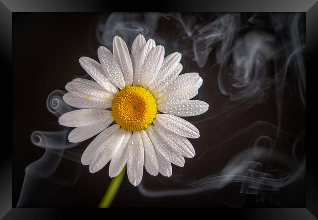 Oxeye daisy surrounded by a swirling  mist Framed Print by Bryn Morgan