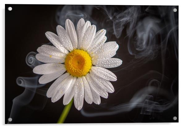 Oxeye daisy surrounded by a swirling  mist Acrylic by Bryn Morgan
