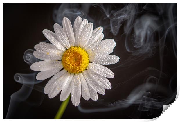 Oxeye daisy surrounded by a swirling  mist Print by Bryn Morgan