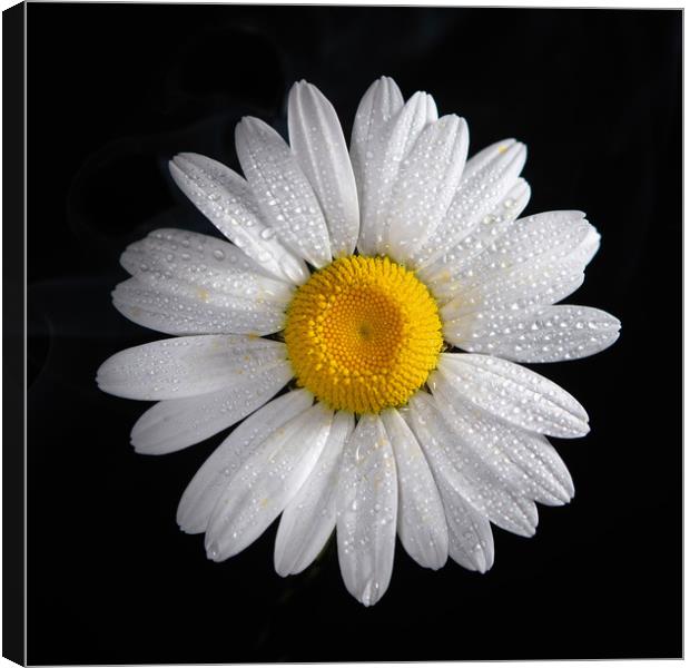 Oxeye daisy and water droplets Canvas Print by Bryn Morgan