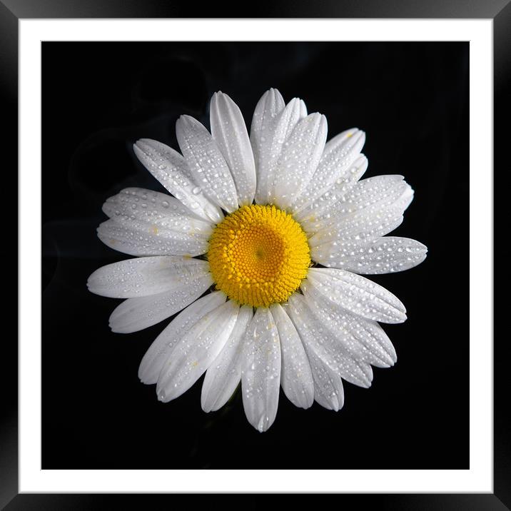 Oxeye daisy and water droplets Framed Mounted Print by Bryn Morgan