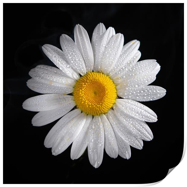 Oxeye daisy and water droplets Print by Bryn Morgan
