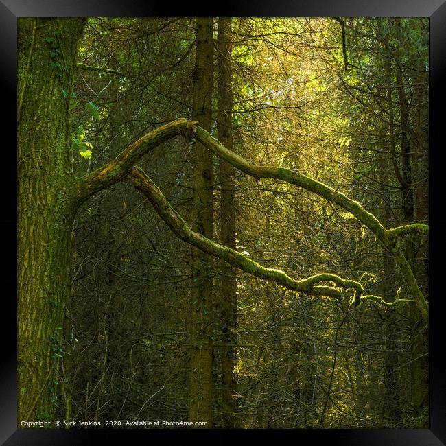 Trees in Wentwood Forest Monmouthshire Framed Print by Nick Jenkins